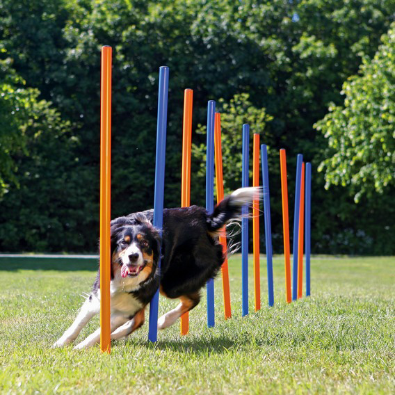 Agility Slalom Pinde  12 Stk  115 Cm